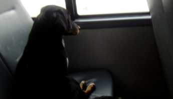 В Запорожье собака катается в маршрутках и ищет хозяина (ФОТО)
