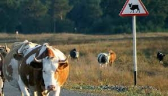 Житель Мелитополя убил корову во Львовской области