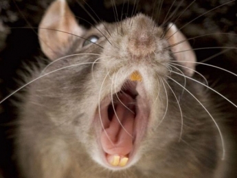 Страшнее крысы зверя нет: грызун пробрался в дом и вступил в схватку с котом и собакой (видео)