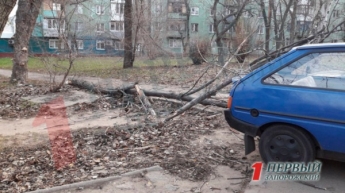 В Запорожье дерево рухнуло на припаркованный автомобиль (ФОТО)