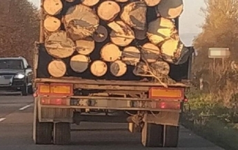 На Закарпатье раскрыли схему нелегального вывоза древесины в ЕС