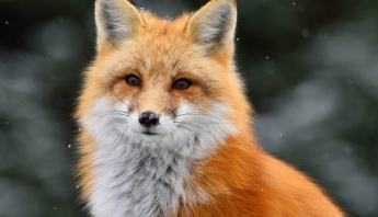 На Хортице неизвестные убили лису (ФОТО)
