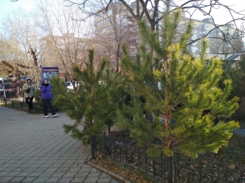 Сколько в Мелитополе новогодние елки стоить будут