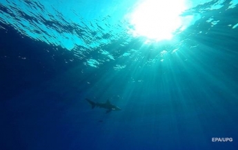 В Израиле акула напала на туриста