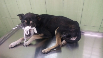 В Запорожье собаку, которая упала в яму, удалось спасти: животное нуждается в лечении (ФОТО)