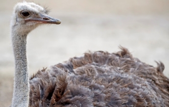 Бегущий по трассе страус попал на видео в России (видео)