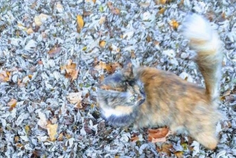 Найди кота среди листьев: необычное фото озадачило сеть