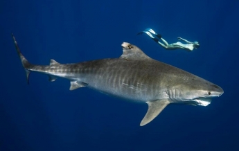 Дайвер, плавающая с акулой-людоедом, напугала Сеть (фото)