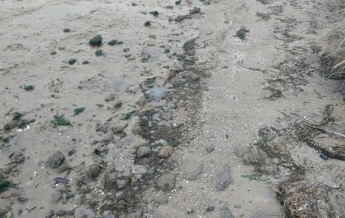 На Николаевщине на берег вынесло тысячи мертвых медуз (фото)