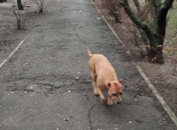 По городу бегает собака с окровавленной мордой