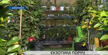 Жінка у себе дома вирощує екзотичні рослини (відео)