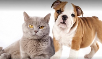 Кошки или собаки? Ученые поставили точку в извечном споре