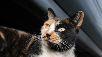 Пожар в Одессе: спасатели нашли кошку живой (фото)