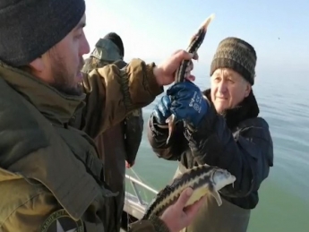 В Азовском море пограничники обнаружили сети, полные осетра