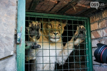 Львов из бердянского зоопарка отправят в Южную Африку