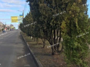 Как в Крыму – вдоль магистральных улиц в Мелитополе высадили вечнозеленые деревья (фото, видео)