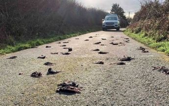 Сотни мертвых птиц засыпали дорогу в Уэльсе (фото)
