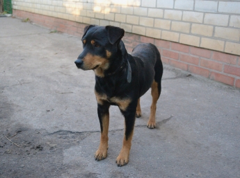 В Мелитополе хозяева просят помощи в поиске собаки (фото)