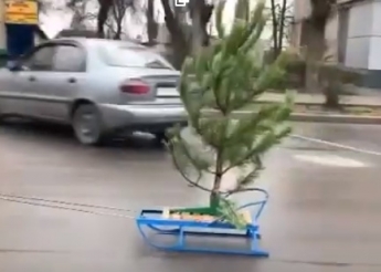 В Мелитополе по асфальту гоняли сани с елкой (видео)