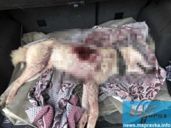 Живодеры убили на охоте пса-чемпиона (фото 18+)