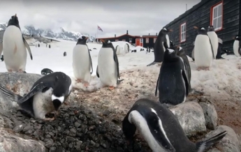 Пингвины превратили остров в детский сад (видео)