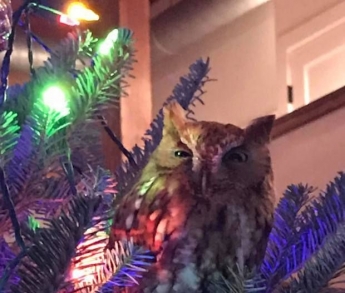 Замість різдвяних іграшок справжня сова — цікава знахідка на ялинці налякала американську родину (фото)