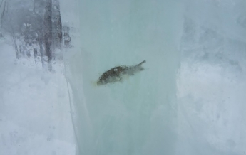 Вмерзшая рыба в стенах ледового городка смутила сеть (фото)