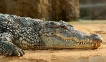 Крокодил растерзал подростка на глазах друзей