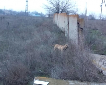 В Мелитополе люди оставили умирать бойцовскую собаку на пустыре, приковав ее цепью (фото)