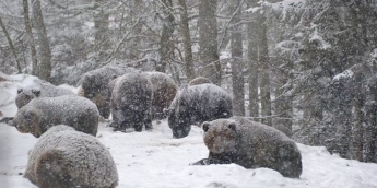Через аномально теплу зиму в Карпатах не сплять ведмеді