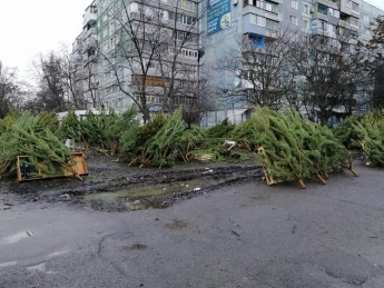 В Запорожье предприниматели бросили непроданные елки на елочных базарах (фото)