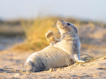 В Британии нашли милейшего тюлененка, который наслаждается отдыхом на пляже и машет в камеру: фото