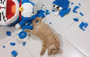 Кот сломал фигуру из конструктора с тысячами деталей (фото)