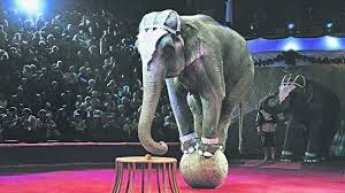 В запорожском цирке больше не будут выступать животные