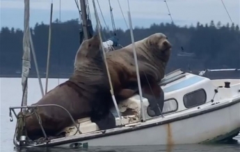 В США морские львы угнали катер (видео)