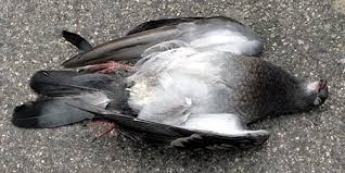 В Мелитополе мужчина пытался реанимировать мертвых голубей