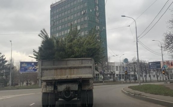 Из Одессы вывезли 140 грузовиков брошенных елок