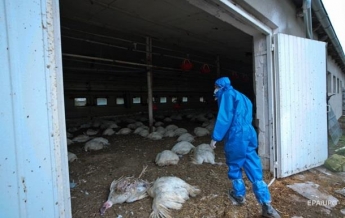 В Польше новые вспышки птичьего гриппа: погибли 40 тысяч птиц