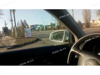 В Мелитополе автомобилисты жалуются на новые хвойные деревья (фото)