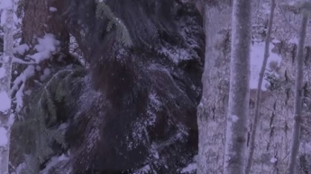В Канаде на камеру попал гигантский снежный человек