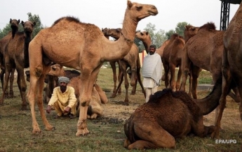 Австралийские власти убили 5 тысяч верблюдов