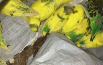 В лесу Харькова нашли полсотни больных попугаев (видео)