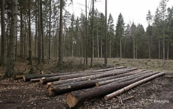 На Донбассе чиновник оказался причастным к вырубке леса на 11 млн