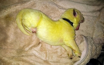 В США родился щенок с ярко-зеленой шерстью (видео)