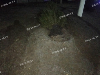В Мелитополе ночью автомобиль снес елку (фото)