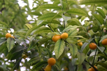 В Запорожье зимой созрели мандарины и лимоны (ФОТО)