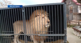 В зоопарк Запорожской области приехали цирковые львы