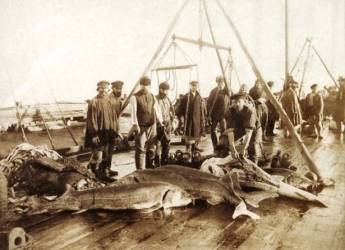 Трудно представить - какую рыбу раньше в Азовском море ловили (фото)