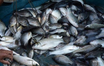 Вылов рыбы в водоемах Украины увеличился