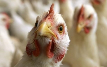 ЕС приостановил ввоз мяса птицы с Украины